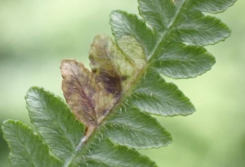 Réf. 346 768 : Phytoliriomyza hilarella